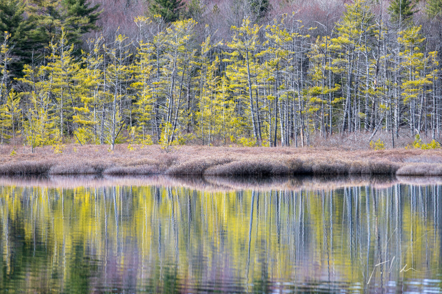 Reflected Forest