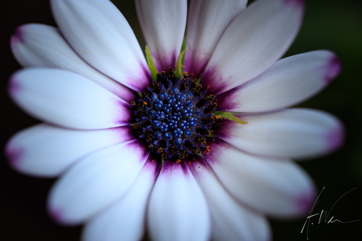African Daisy 2