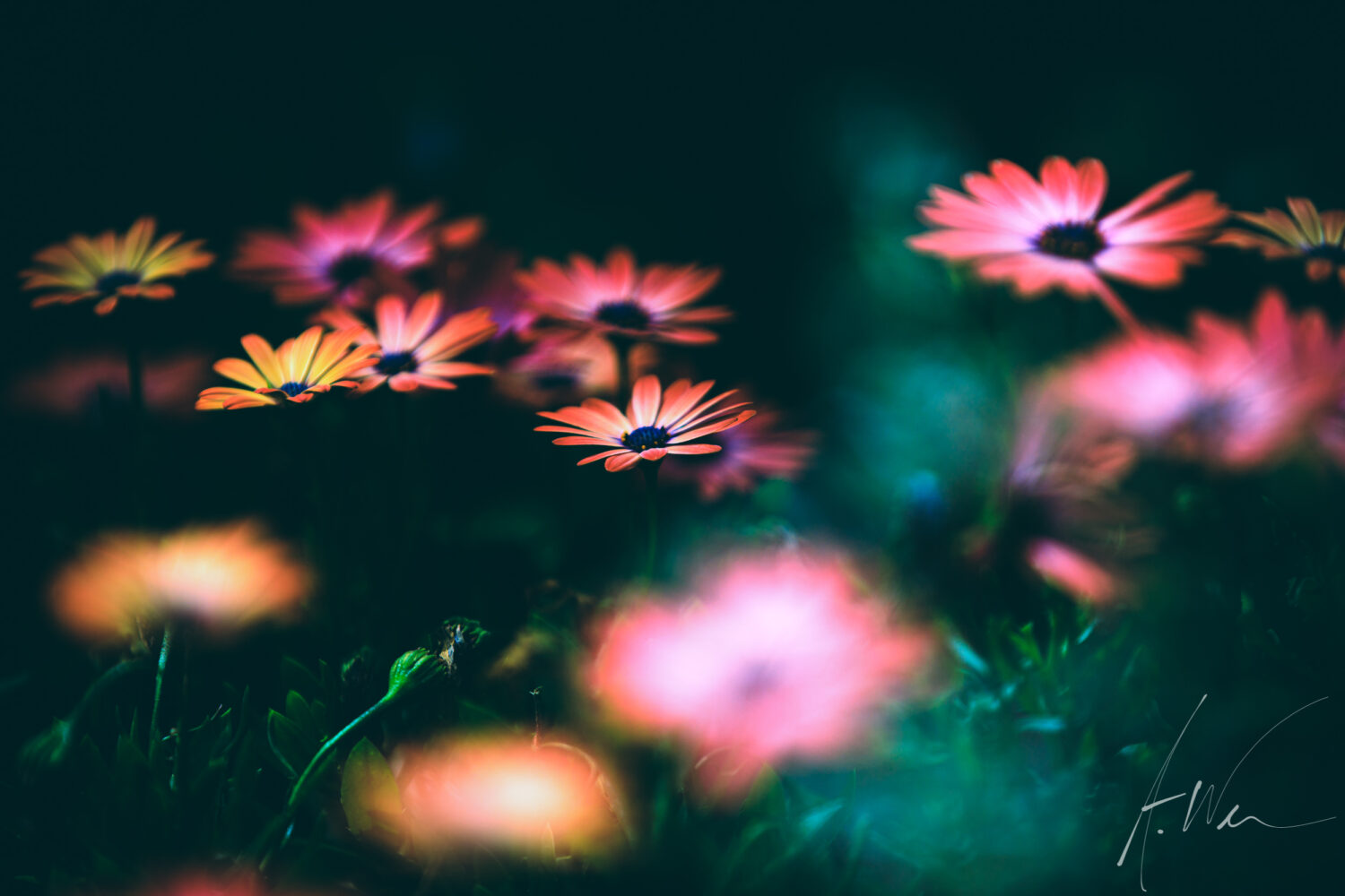 Ghost Flowers
