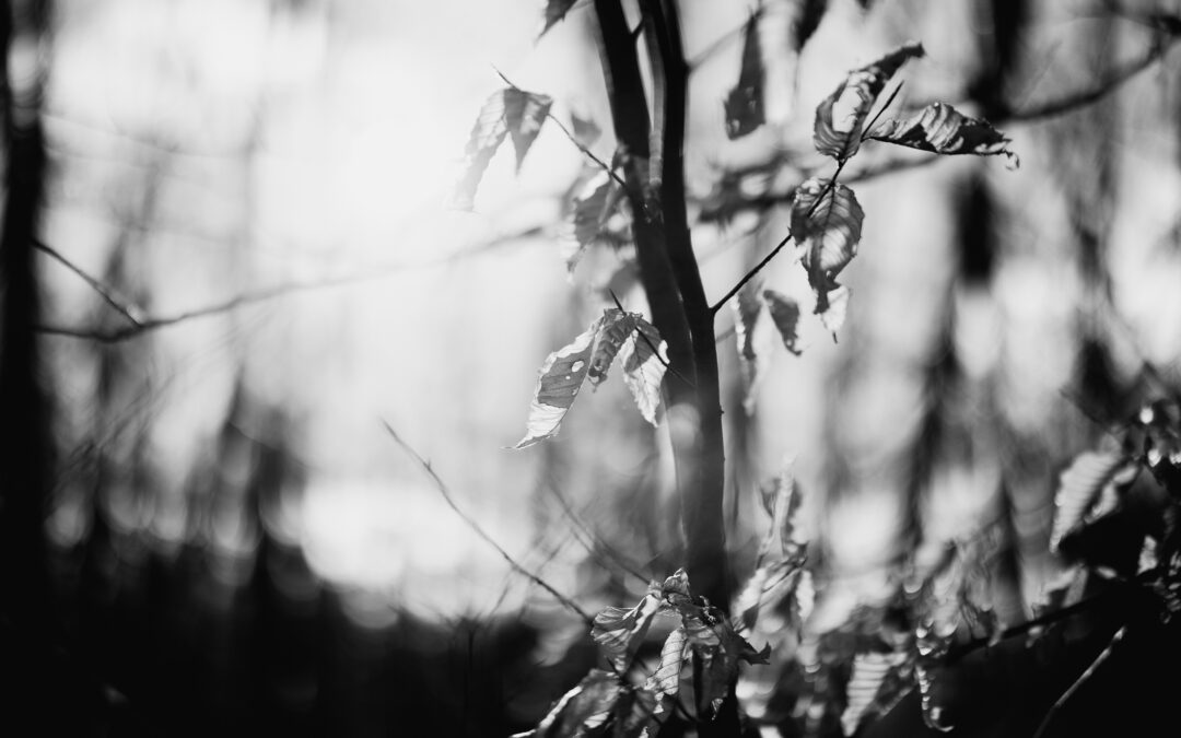 50mm 1.2 test images