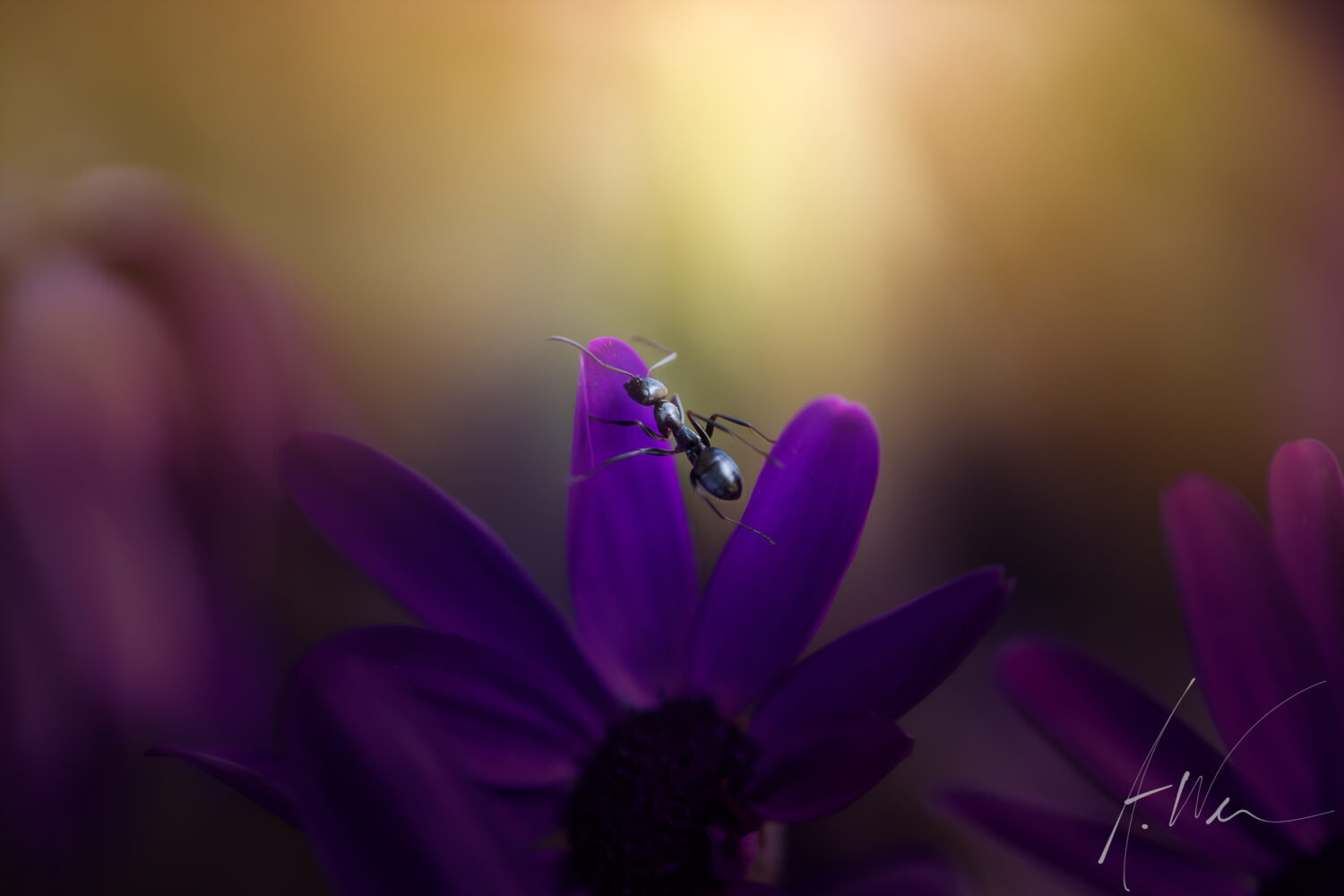 Ant Guy 2