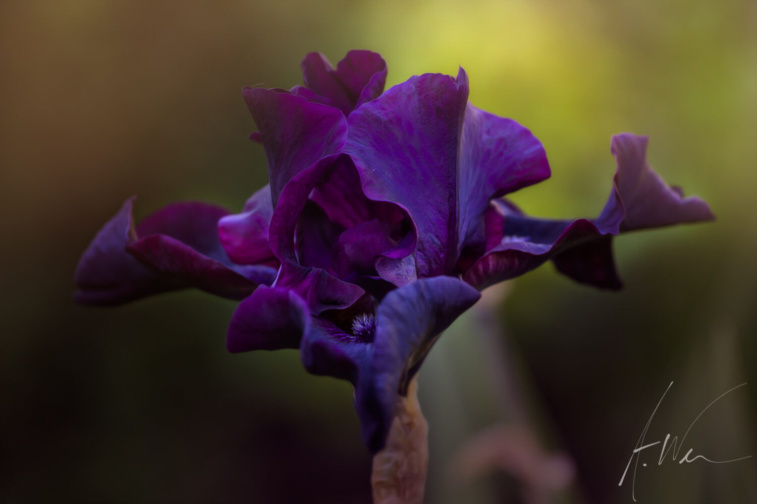 Purple Iris